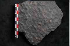 Foto (Detailansicht) von Lepidodendron sp.  (NHMW-GEO-2024-0188-11170)